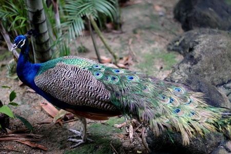 Peacock の写真素材