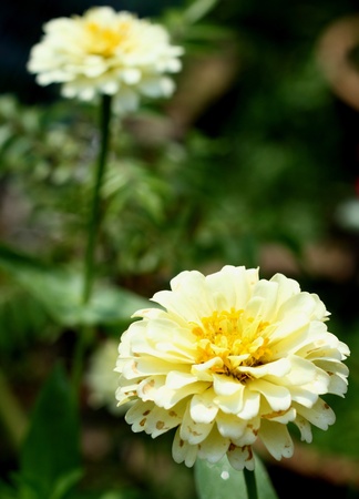 beautiful daisy flower backgroundの写真素材