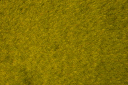 Blur or Defocus image of green grass texture