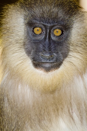 portrait of a young mandrillの写真素材