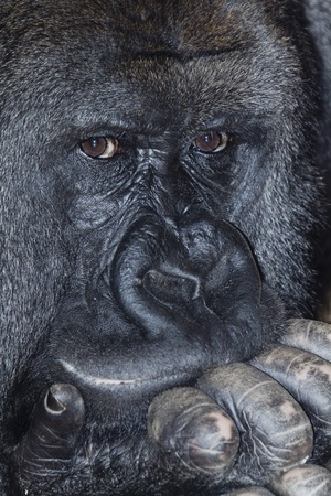 portrait of a thoughtful male silverback gorillaの写真素材