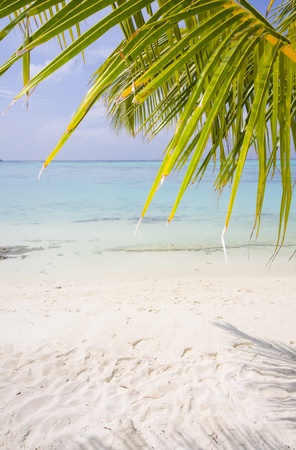 under the palm of a tropical beachの写真素材