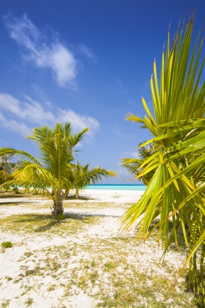 tropical beach with palms, blue sky and turquoise seaの写真素材