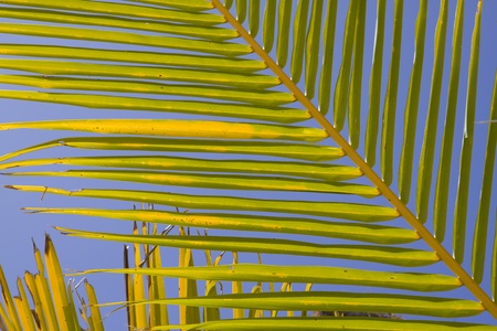 background of a green and yellow palm leaf in front of the blue skyの写真素材