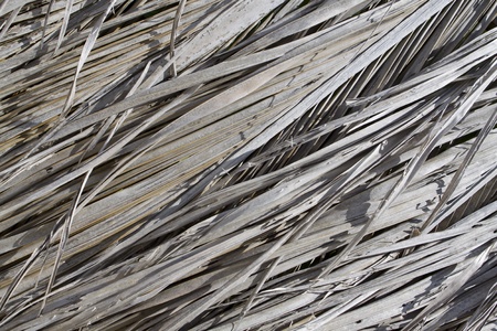 background of dried pam leafsの写真素材