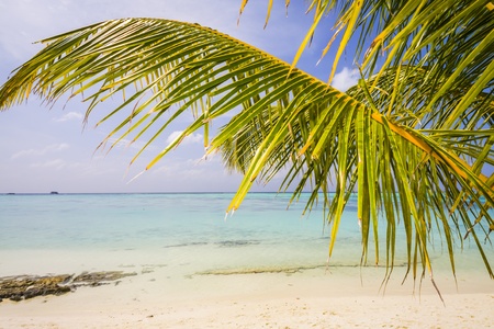 palm leaf at a tropical beach, maldivesの写真素材