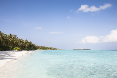tropical beach with palms and a turquoise sea