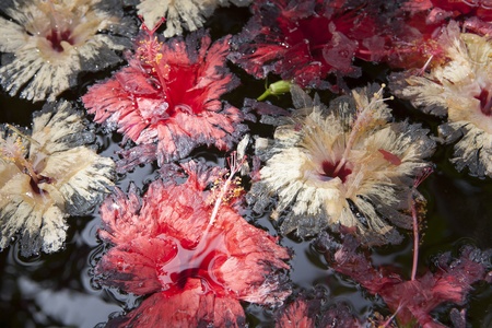 fading red and yellow hibiscus bloom in the waterの写真素材