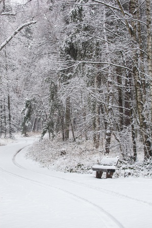 tracks on a snowy path in winter forest leading to a benchの写真素材