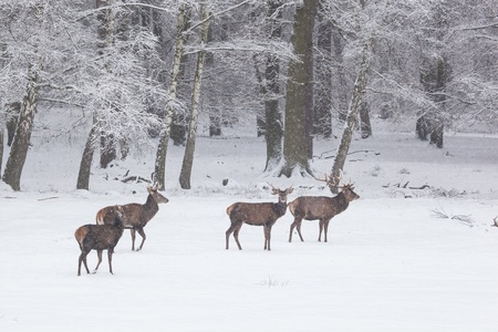 herd of red deer on a snowy meadow behind the winter forest during snowfallの写真素材