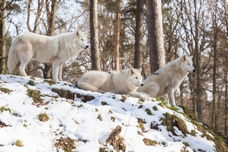 watchful arctic wolf pack of three animals on a hill in winter forest, standing, sitting and lyingの写真素材