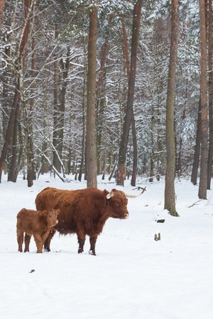 longhorn cattle in winter, cow and her calf standing close together om a snowy white meadow behind the forestの写真素材