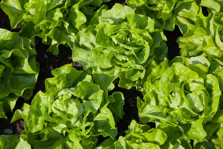 background of fresh green lettuce salad plants