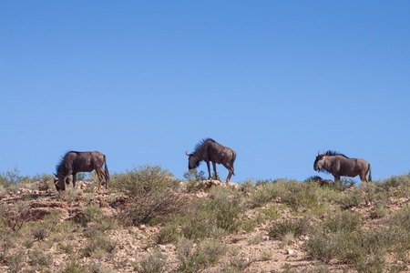 herd of three grassing wildebeest on a hill in Kgalagadi Transfrontier Parkの写真素材