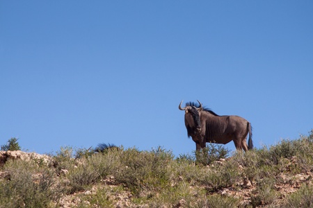 standing wildebeest on a hill in the savanna under a blue sky