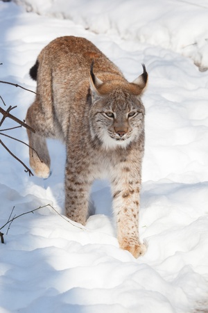 hunting lynx in the snowy white winterの写真素材