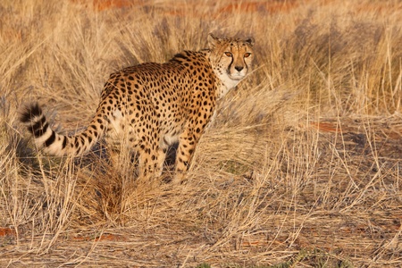 hunting cheetah in the dry grass of the Kalahari, Namibia