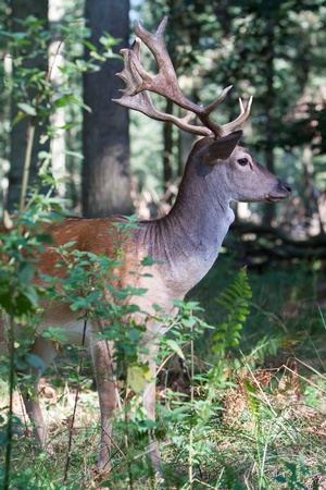portrait of a male fallow deer in summer forestの写真素材