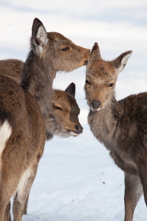 female sika deer in the winter snowの写真素材