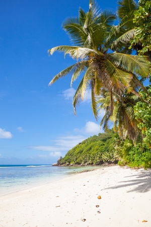 tropical beach with palm trees, tropic plants, white sand, granite rocks, a turquoise sea and a blue sky with white clouds, Seychelles, La Digueの写真素材