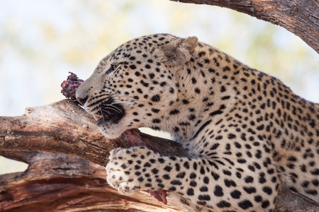 portrait of a african leopard with his prey resting on a branch of a treeの写真素材