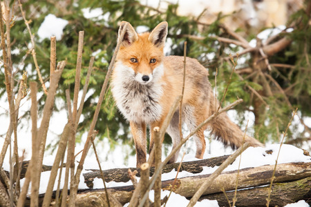 young red fox standing in the snow of a white winter forest