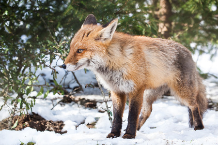 young red fox standing  in the snow of a white winter forestの写真素材