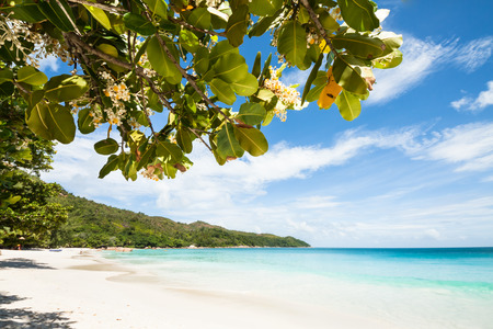 view over a tropical beach with exotic trees, white sand and a turquoise indian ocean under a blue...
