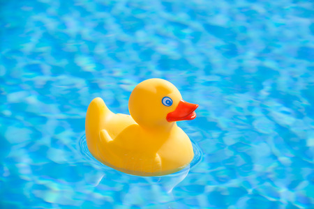 little yellow rubber duck floating in the blue water of a swimming poolの写真素材