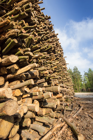 stack of wood and forest trees の写真素材
