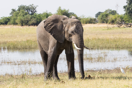 grey male elephant bull at Chobe river, Botswana, Africaの写真素材