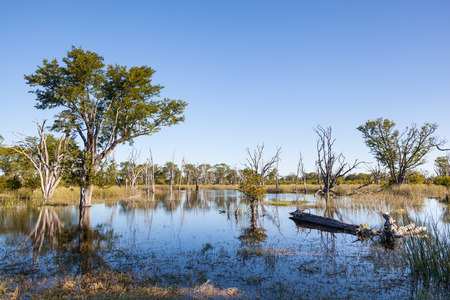 flooded landscape with grassland and dead trees of the Okavango Delta; Moremi Game Reserve; Botswanaの写真素材
