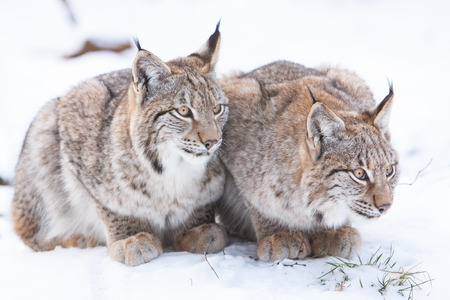 two young watchful lynx sitting in the snow close together and waiting for preyの写真素材
