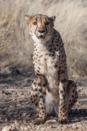 cheetah sitting in the dry grass of the Savanna, Namibiaの写真素材