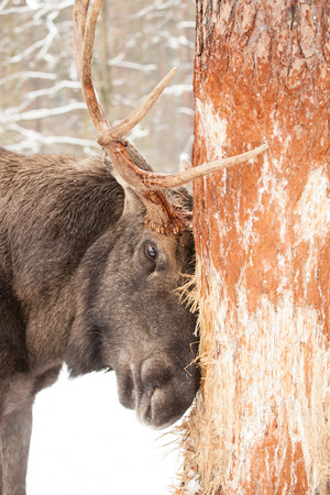 old male moose or elk bull then went a tree with his antlers in winter forestの写真素材