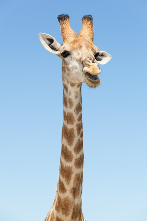 portrait of a giraffe standing with open mouth in front of a blue skyの写真素材