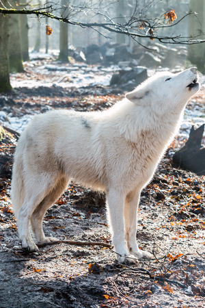 howling white arctic wolf in winter forestの写真素材