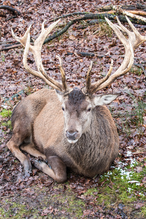 resting male red deer with big antlers on fallen leaves in the forestの写真素材