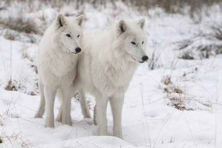 portrait of two white watchful arctic wolfs standing in the snow of  a winter forestの写真素材