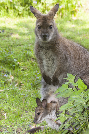 kangaroo mother with a little cub in its pouch sitting on a green meadow, Australiaの写真素材