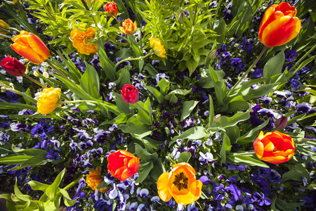 bed of violet violas and orange and yellow tulips in springの写真素材