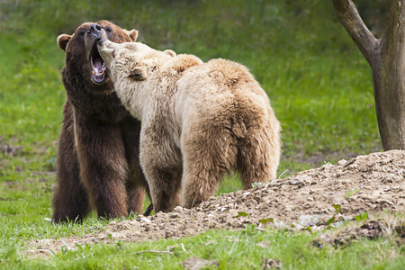 couple of two wild brown bears with open muzzles standing close together on a meadow and threaten with their teethの写真素材