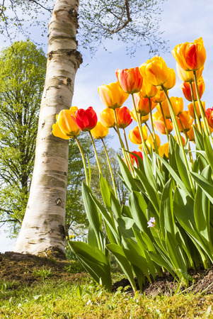 park in spring with a birch trunk and a bed of orange and yellow Beauty of Apeldoorn tulipsの写真素材