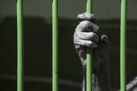 black hand of a chimpanzee monkey holding the green grid of his cage. Concept for captivity of wild animals, animal welfare and cruelty to animalsの写真素材