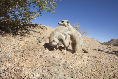 two meerkat playing in the sand, Namibia, Africa, concept for playing and having funの写真素材