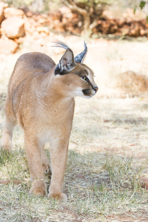 portrait of a standing watchful caracal, Botswana, Africaの写真素材