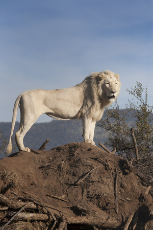 male white lion on the top of a hill, South Africaの写真素材