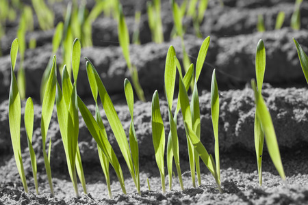 rows of young green corn in the earth of a grey field, Germany, Europe, concept for growth and lifeの写真素材