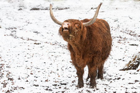portrait of a roaring long horn bull in winter, Germany, Europeの写真素材