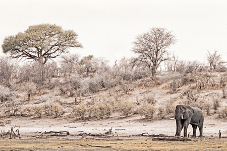 Elephant bull in a dry african bush landscape, Africaの写真素材